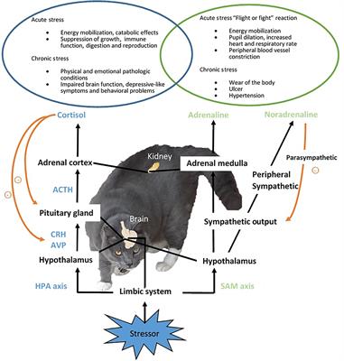 Dealing With Stress in Cats: What Is New About the Olfactory Strategy?